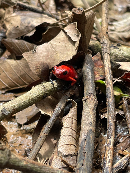 EXCURSIÓN DE DÍA COMPLETO EN LA RESERVA BRIBRI