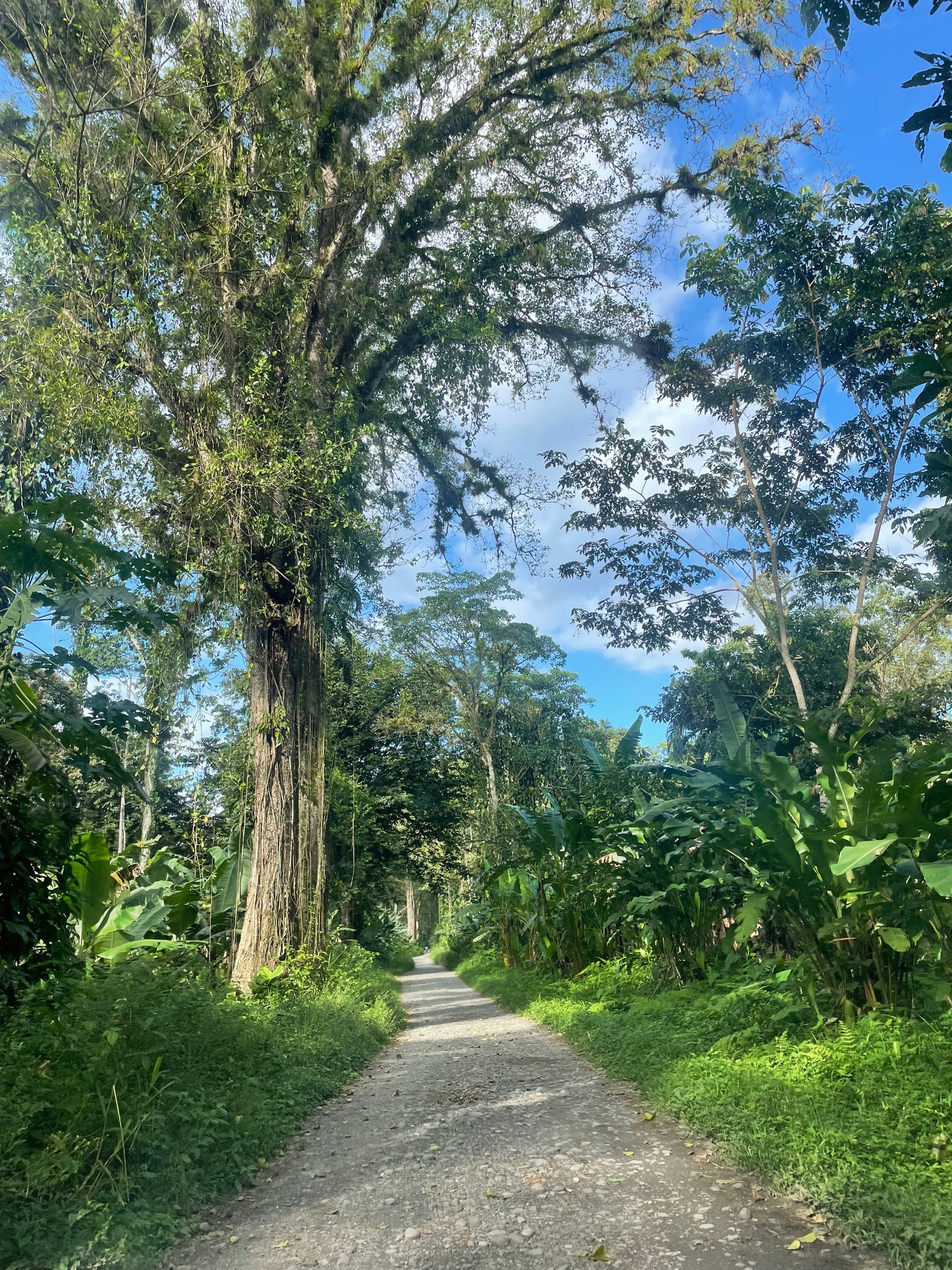 ECONOMIC TOUR BRIBRI INDIGENOUS RESERVE